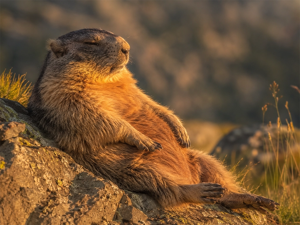 marmotte sommeil2
